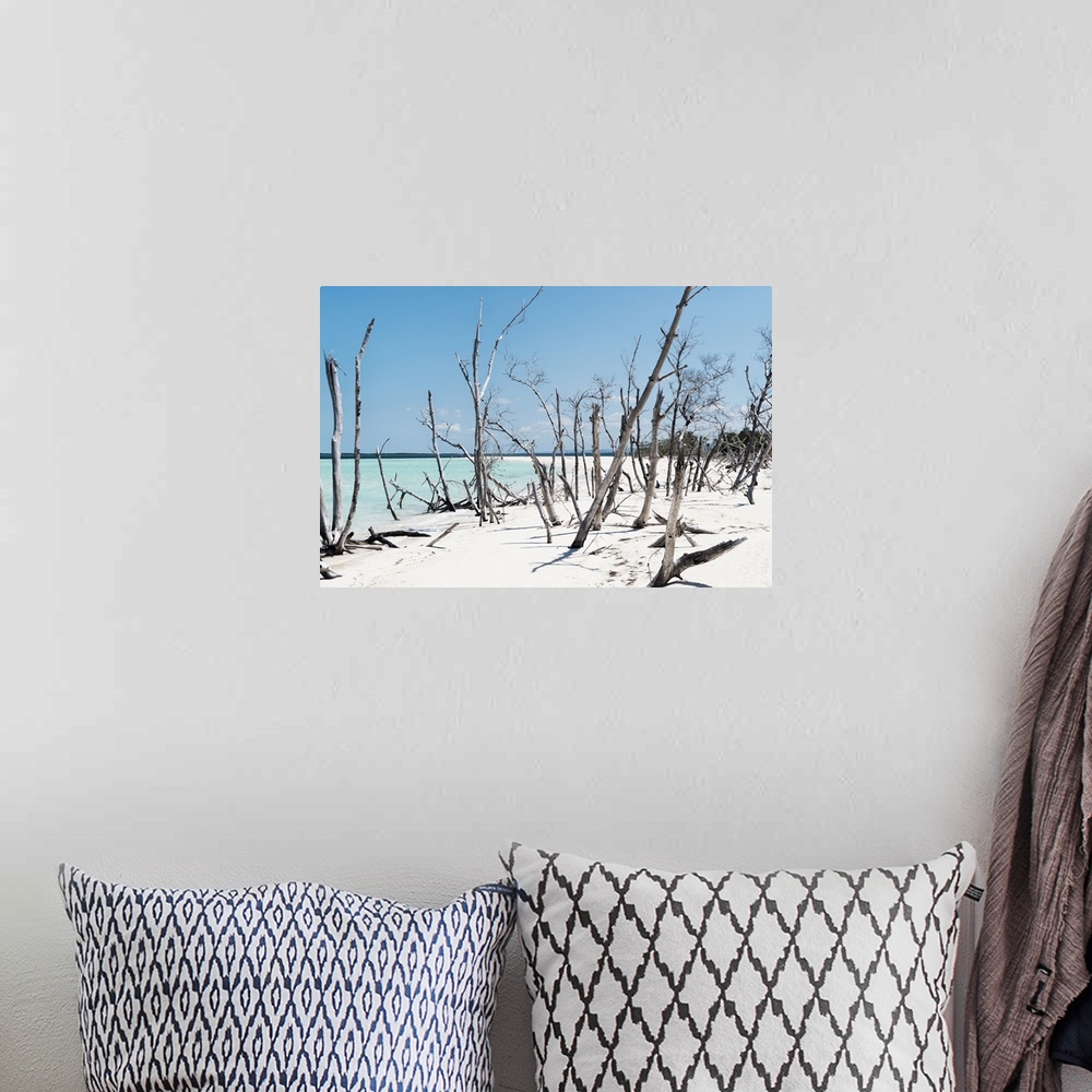 A bohemian room featuring Photograph of a Cuban shore with crystal blue waters in the background and thin wooden branches i...