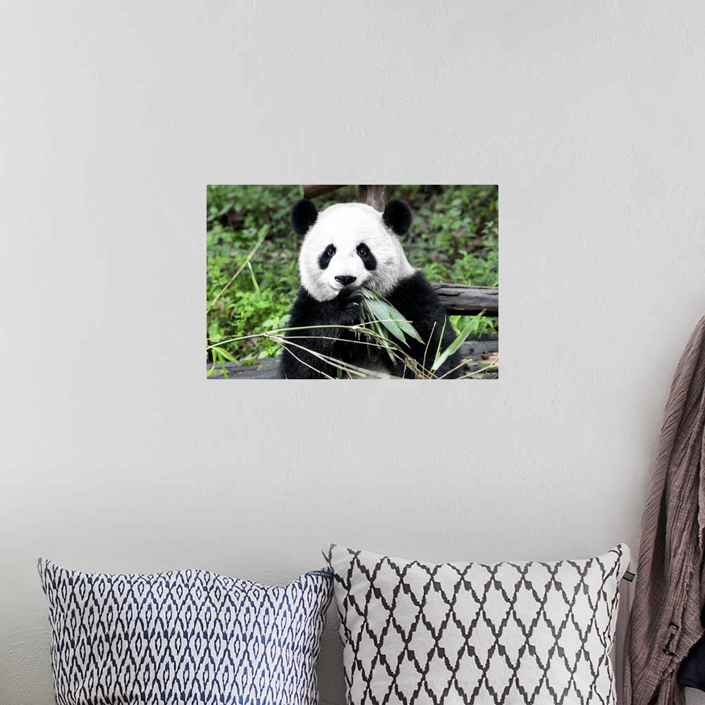 A bohemian room featuring Giant Panda, China 10MKm2 Collection.