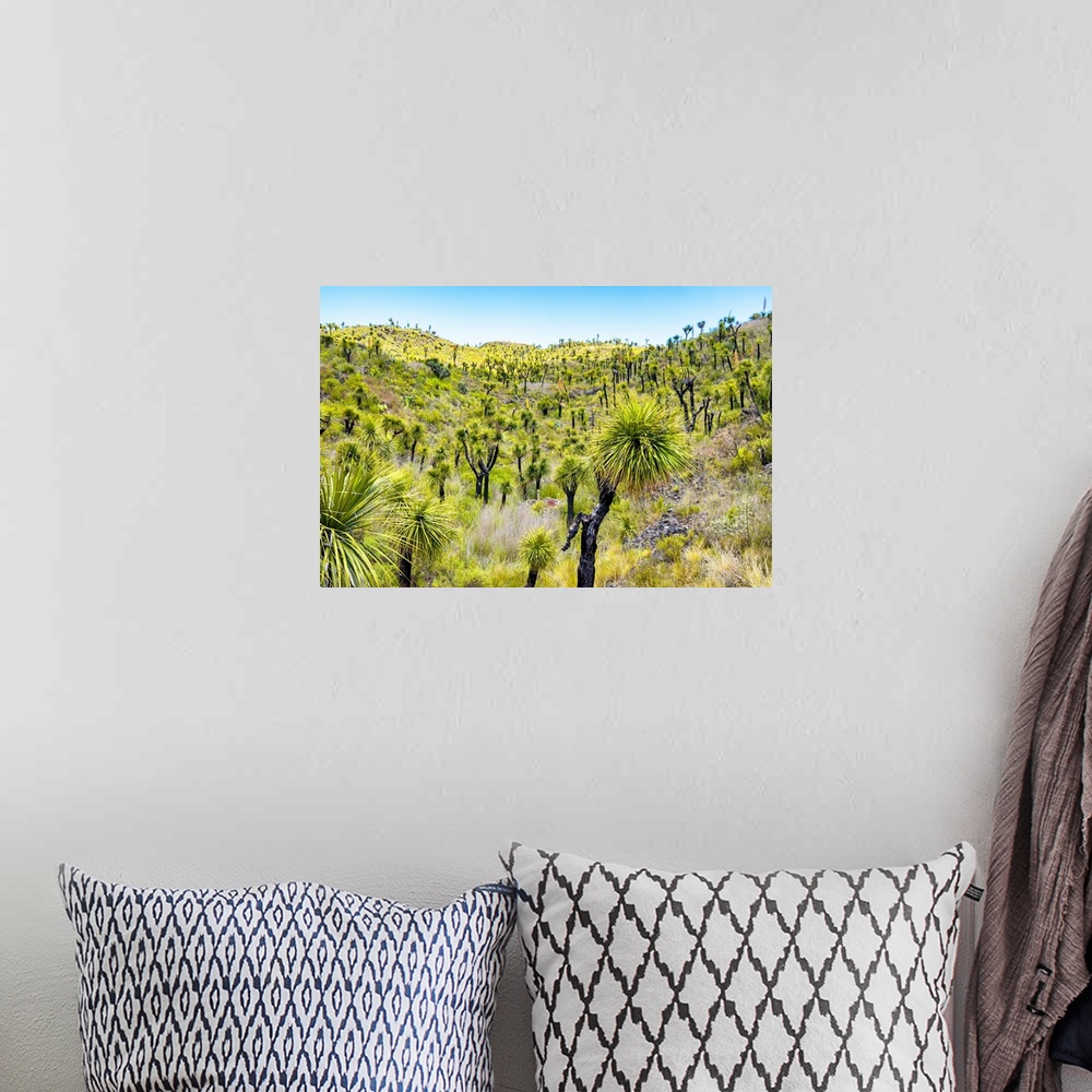 A bohemian room featuring Landscape photograph of green vegetation in Mexico. From the Viva Mexico Collection.