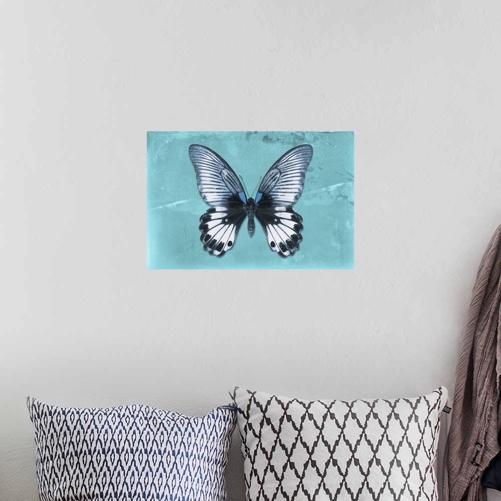 A bohemian room featuring Photograph of a butterfly on a blue sparkly background.