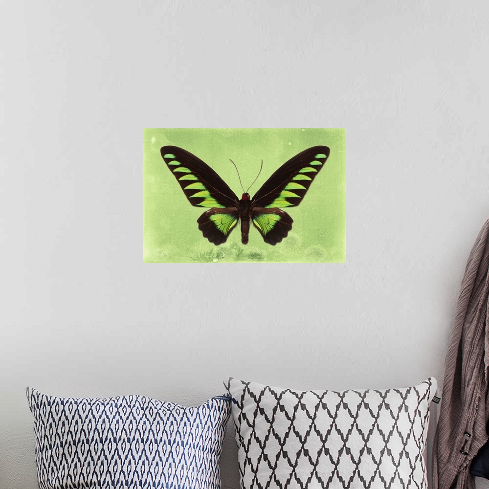 A bohemian room featuring Photograph of a butterfly on a lime green sparkly background.