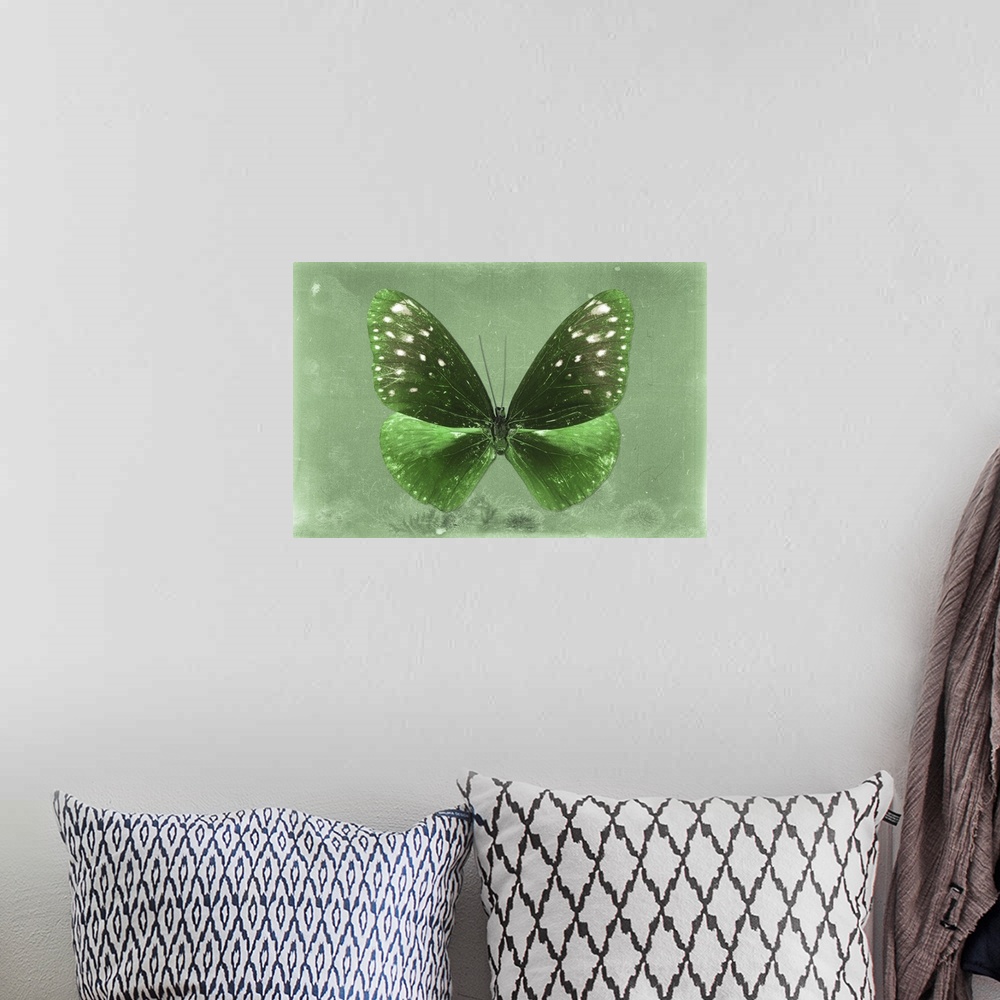 A bohemian room featuring Photograph of a butterfly on a green sparkly background.