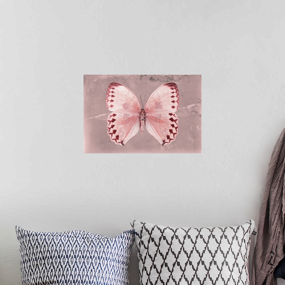 A bohemian room featuring Photograph of a butterfly on a pink sparkly background.