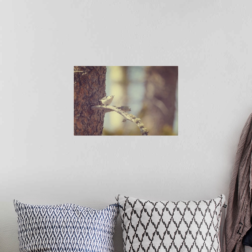 A bohemian room featuring A tiny White-breasted Nuthatch on a tree branch in soft golden light.