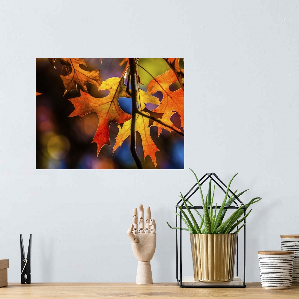 A bohemian room featuring Close up of leaves in brilliant fall colors.