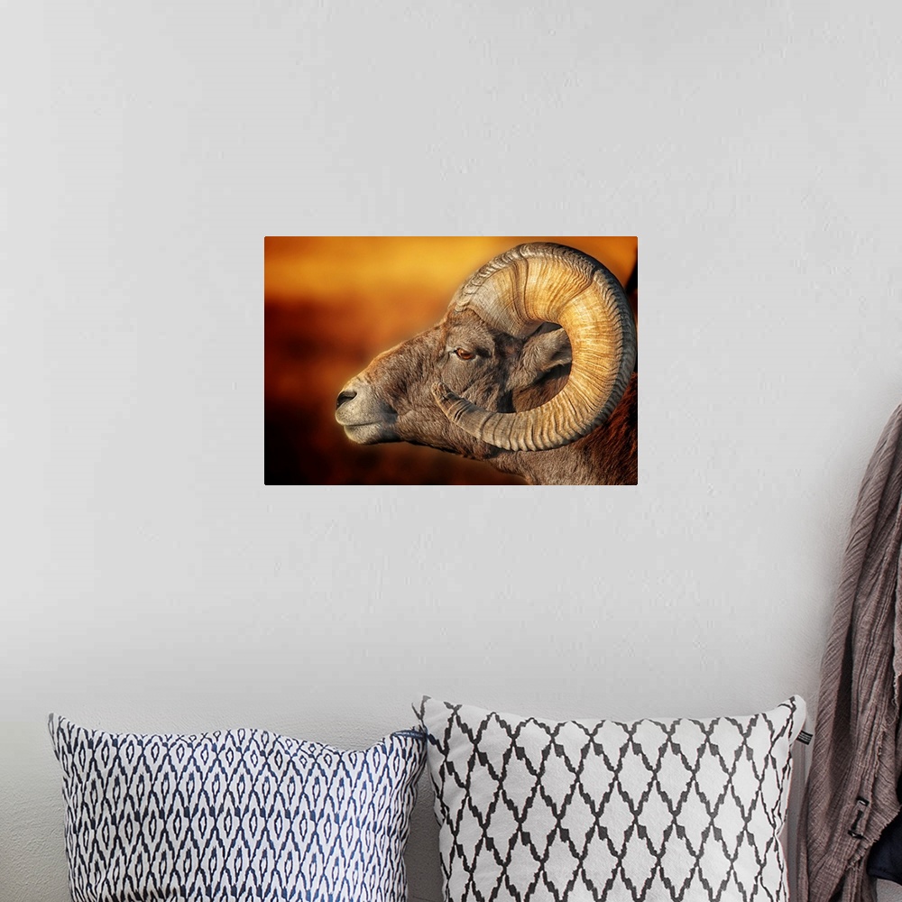 A bohemian room featuring Portrait of a ram with large, curled horns, in the Badlands of South Dakota
