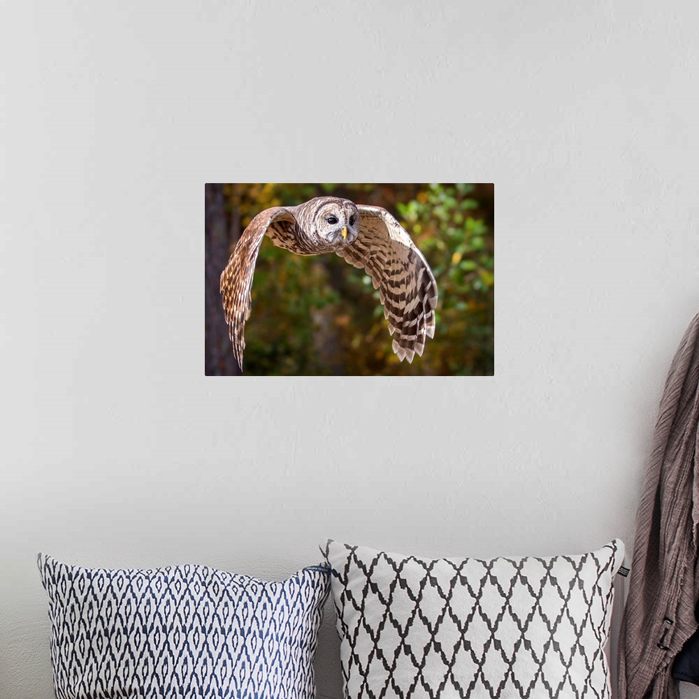 A bohemian room featuring Barred Owl