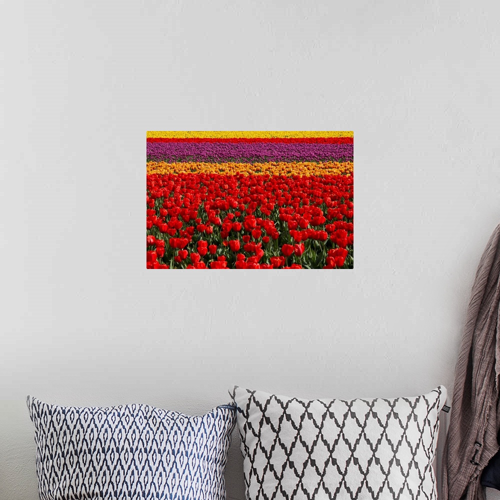 A bohemian room featuring Rows of tulips in a field, Skagit Valley, Washington.