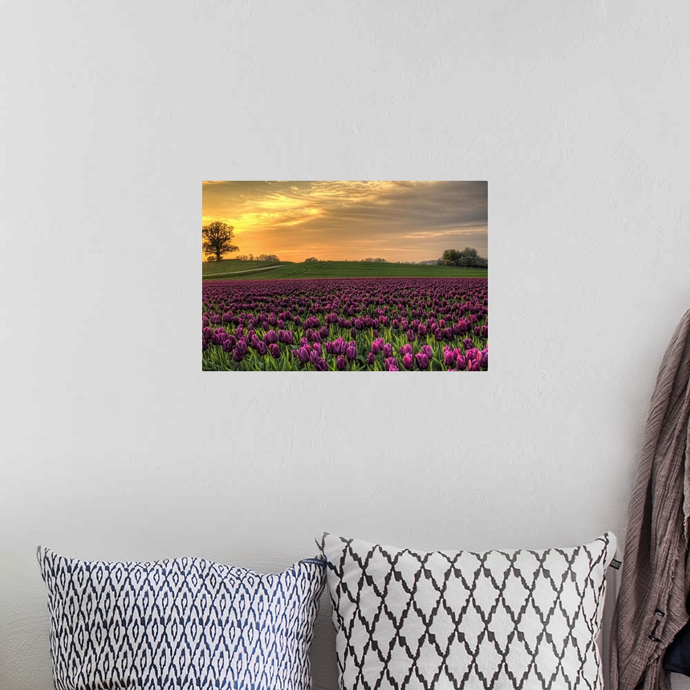 A bohemian room featuring Photograph of a countryside field of wild tulips in a light glow from the setting sun.