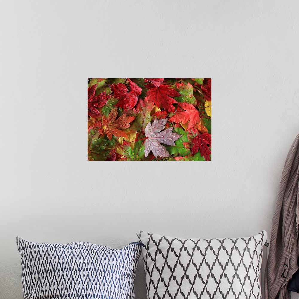 A bohemian room featuring Close up of leaves in brilliant fall colors, covered in water droplets.