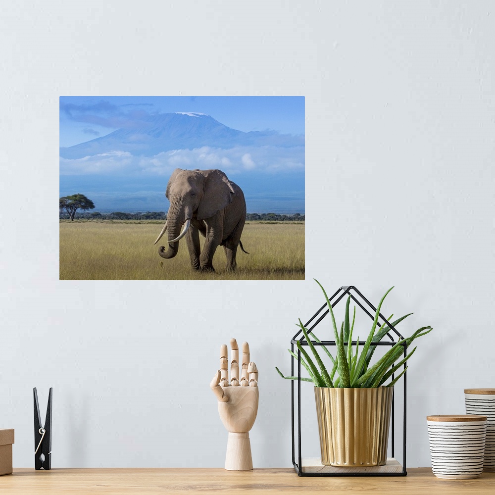 A bohemian room featuring An African Elephant walking in the plains with Mount Kilimanjaro in the distance.