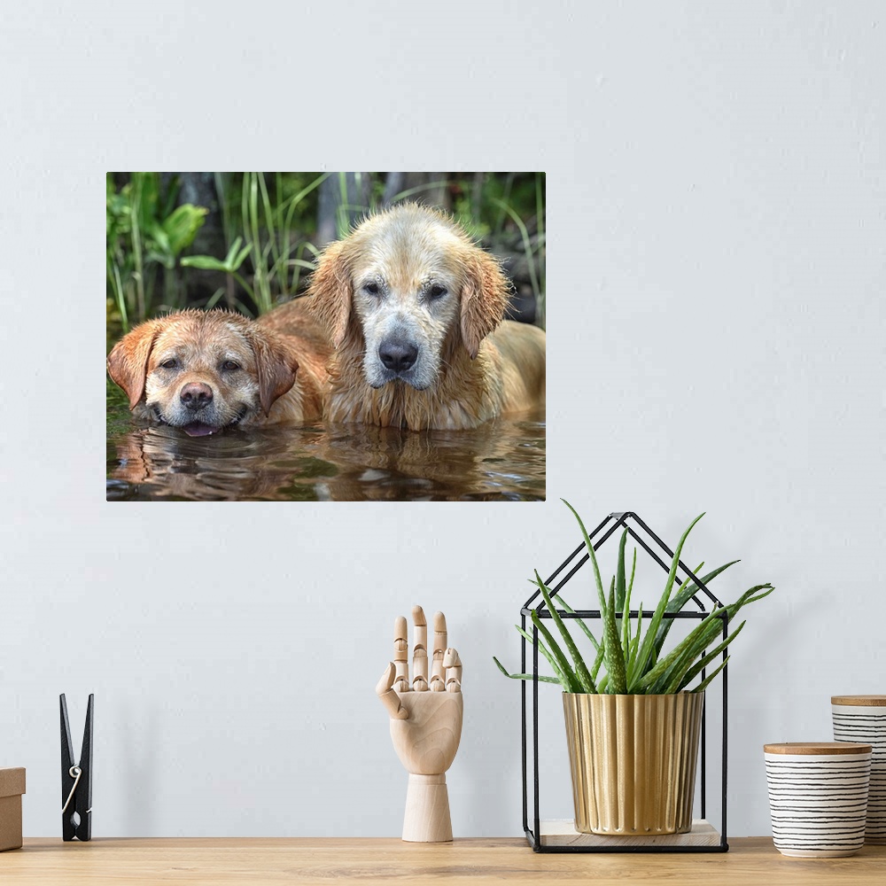 A bohemian room featuring Two golden retrievers with dirty, wet fur from jumping in the water.