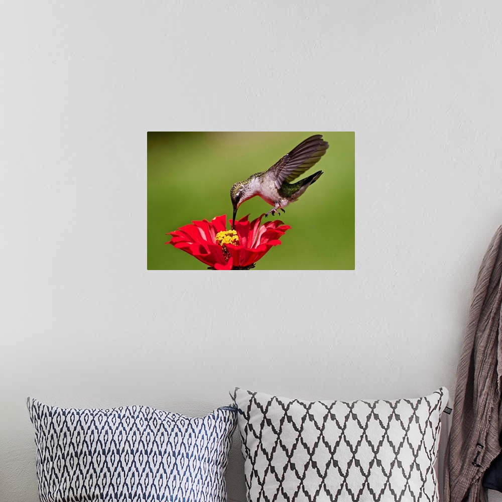 A bohemian room featuring Hummingbird feeding at red and yellow Zinnia.
