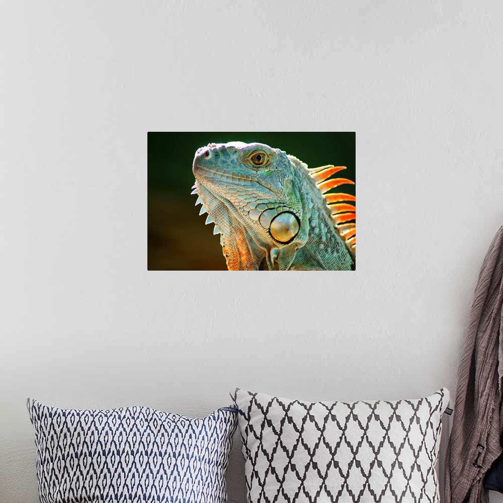 A bohemian room featuring Iguana