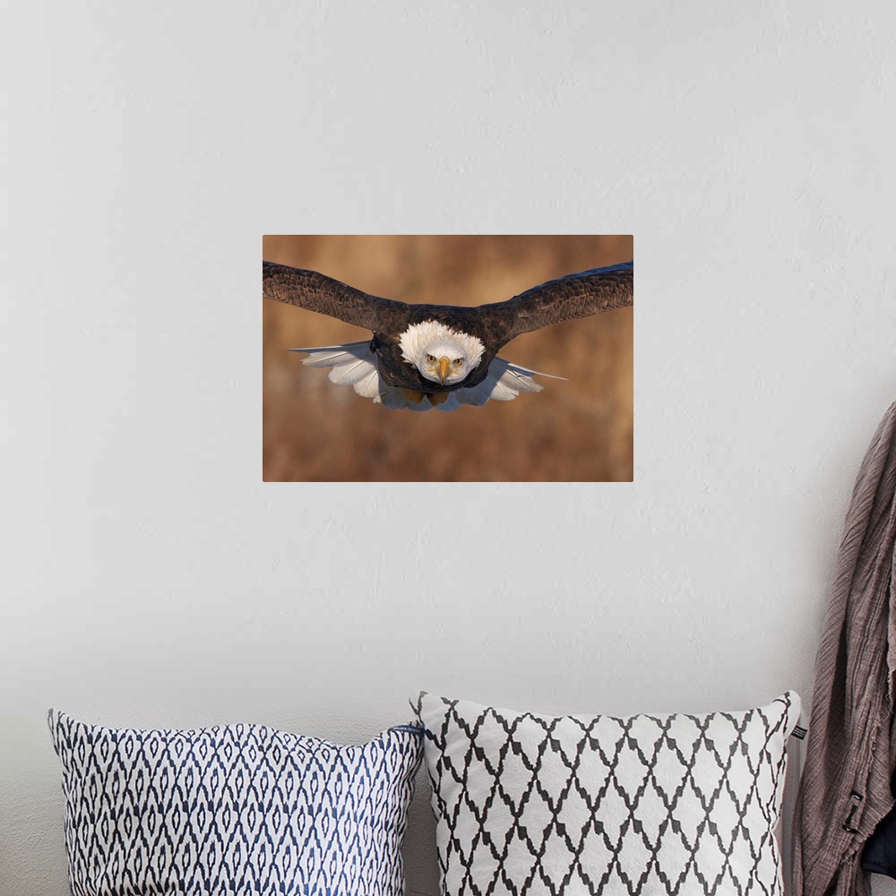 A bohemian room featuring A Bald Eagle in mid flight, with an intense stare.