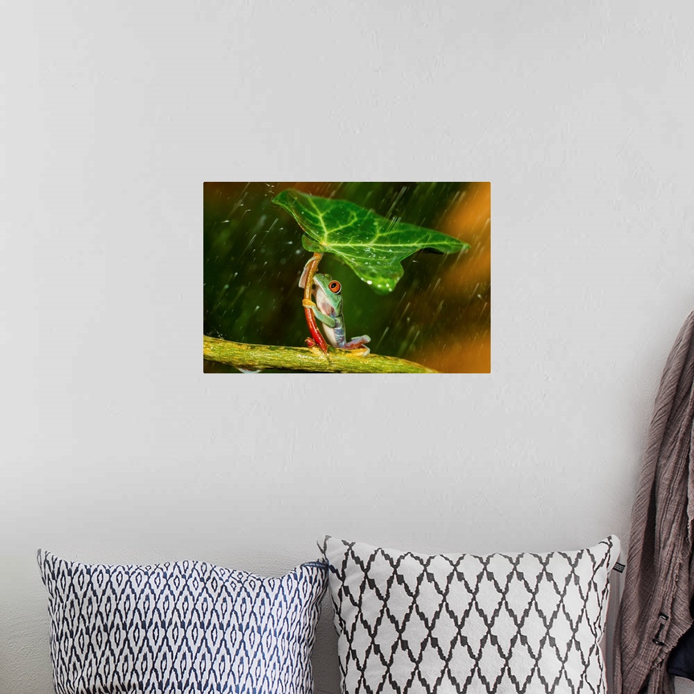 A bohemian room featuring A small tree frog using a leaf as an umbrella.