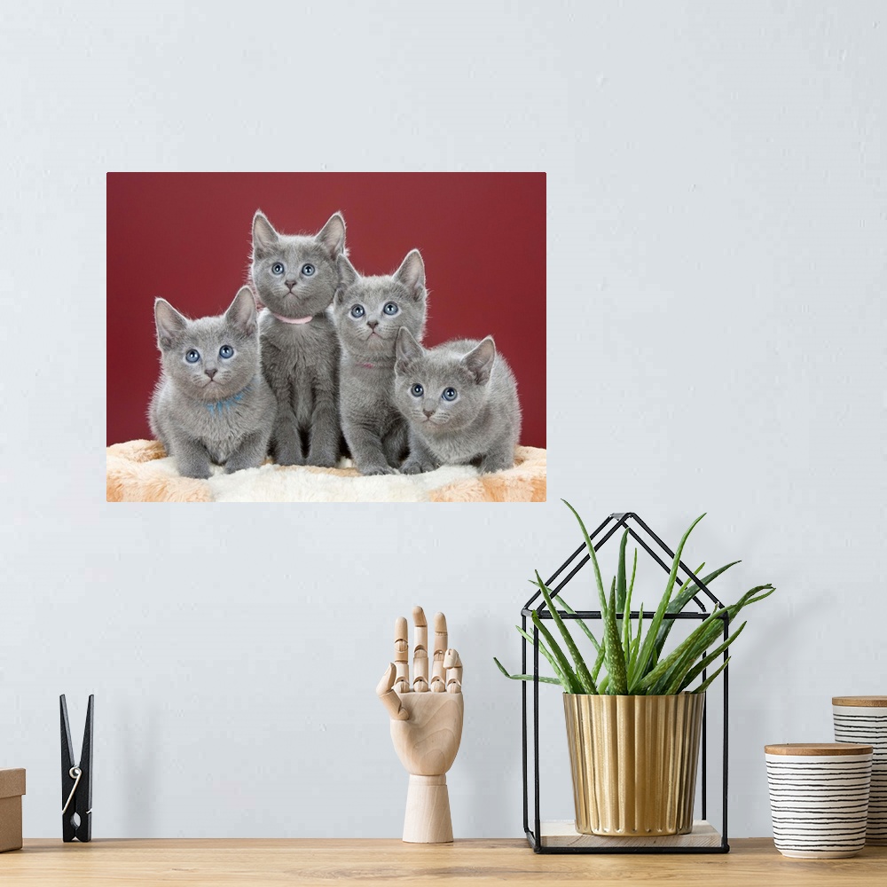 A bohemian room featuring Four grey kittens in studio photo.