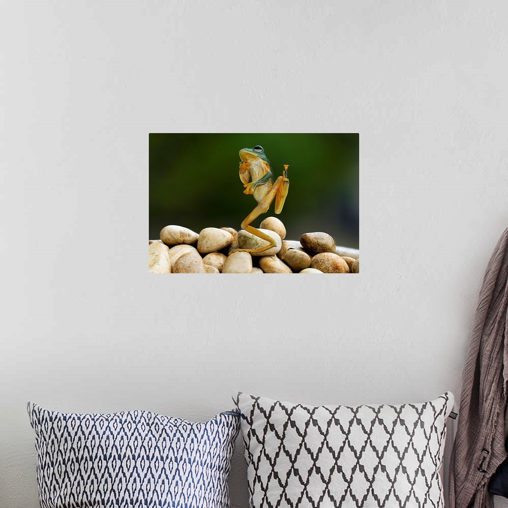 A bohemian room featuring A tree frog appearing to strike an amusing pose.