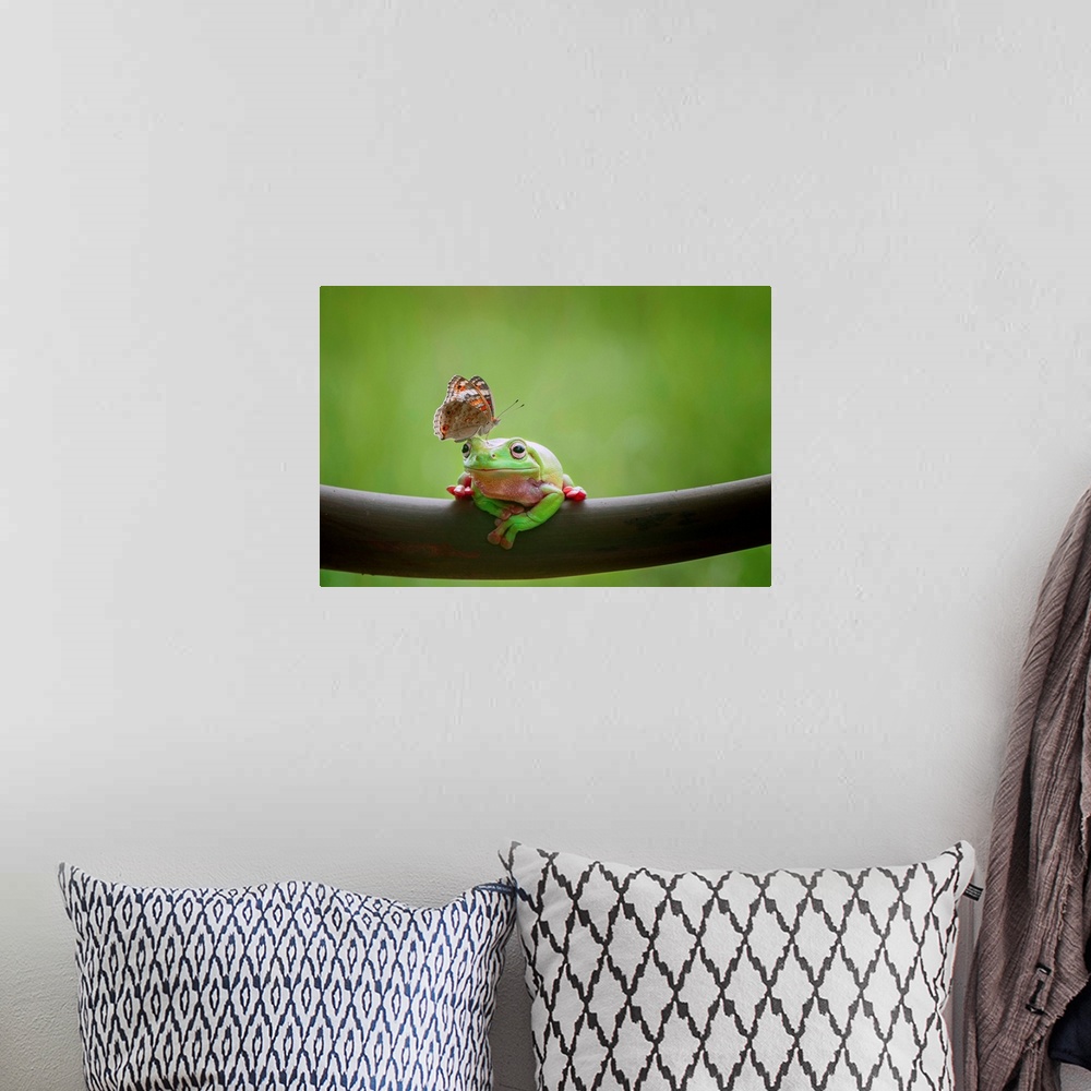 A bohemian room featuring A tree frog appears undisturbed by a butterfly on its head.
