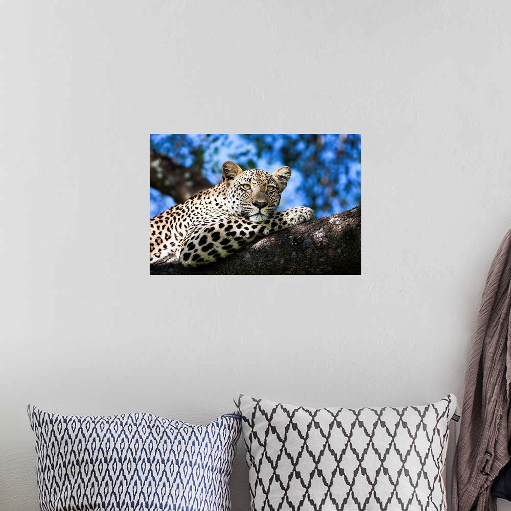 A bohemian room featuring Leopard resting in a tree, under a blue sky.
