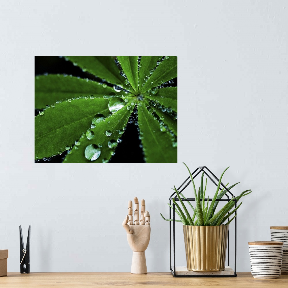 A bohemian room featuring Raindrops on a Lupin leaf.