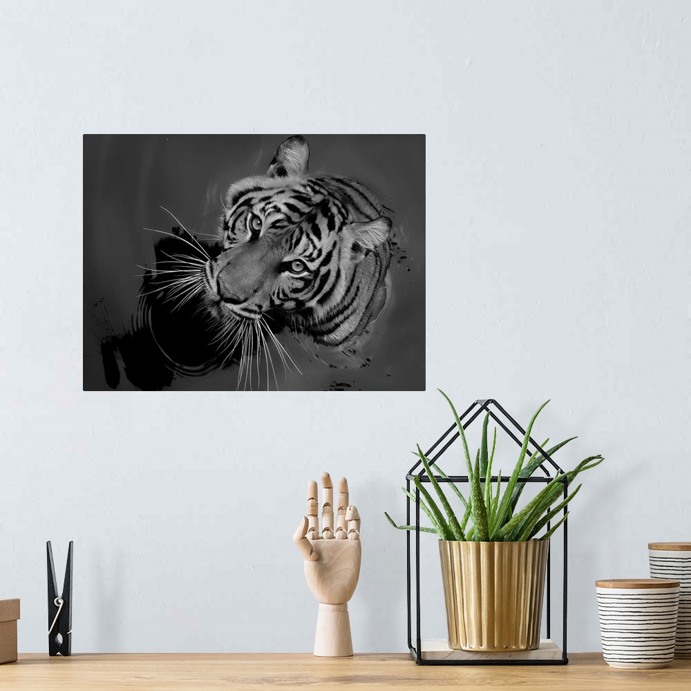 A bohemian room featuring Black and white portrait of a tiger sitting in water.