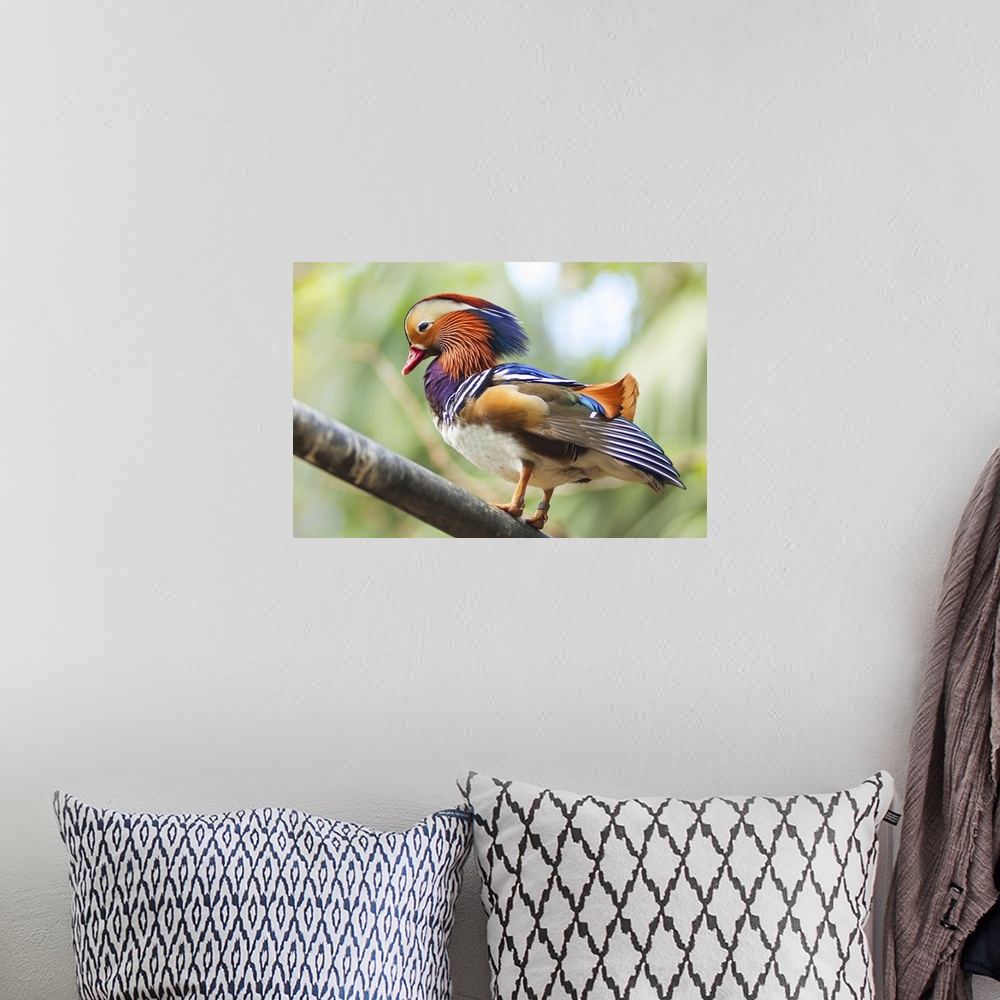 A bohemian room featuring Colorful Mandarin duck on wood branch