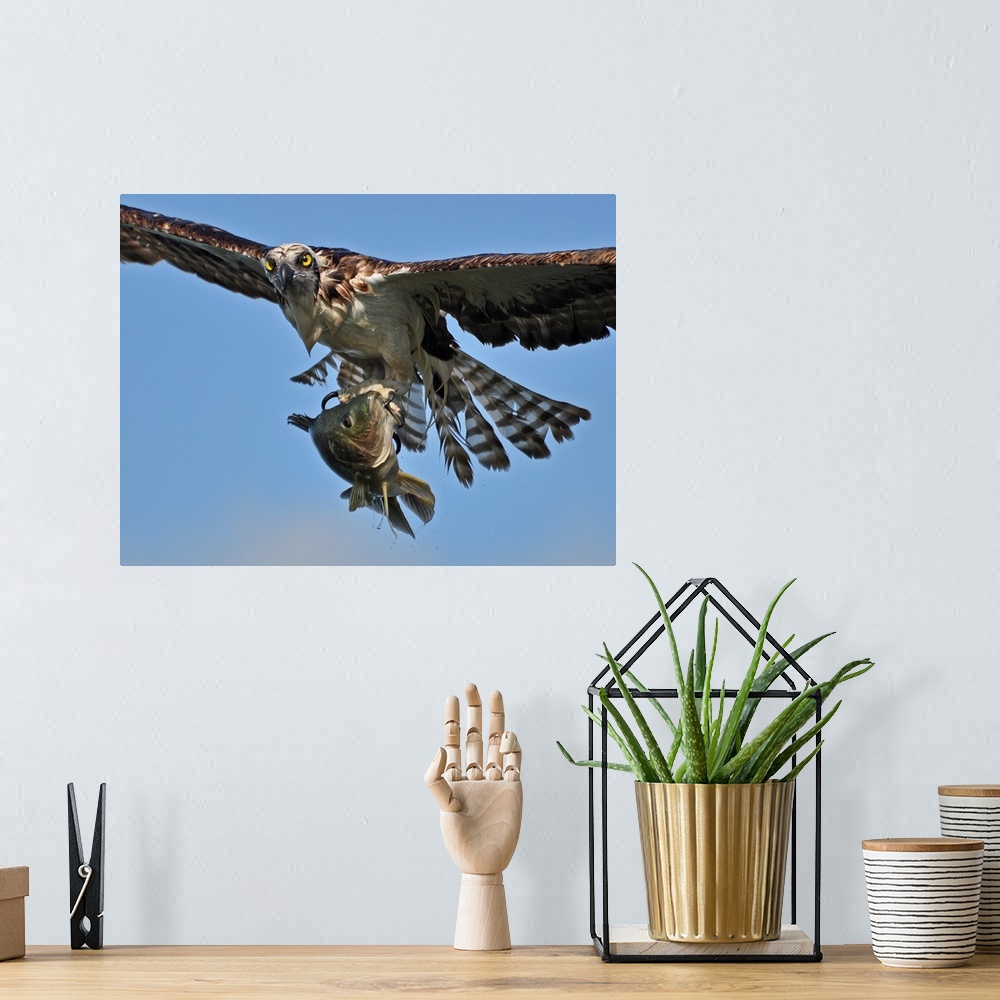 A bohemian room featuring An osprey in flight with a freshly caught fish in its talons.