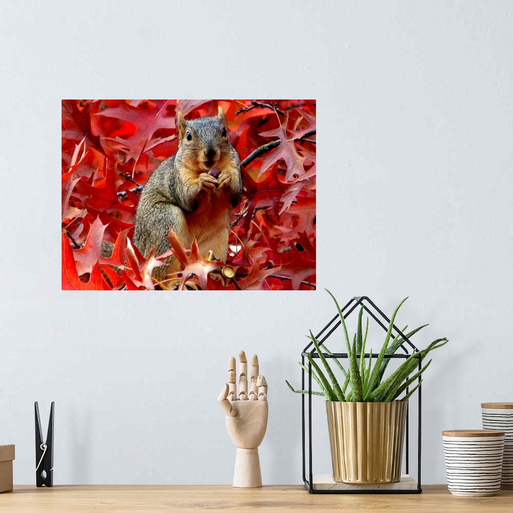 A bohemian room featuring A cute little squirrel eating among red leaves.