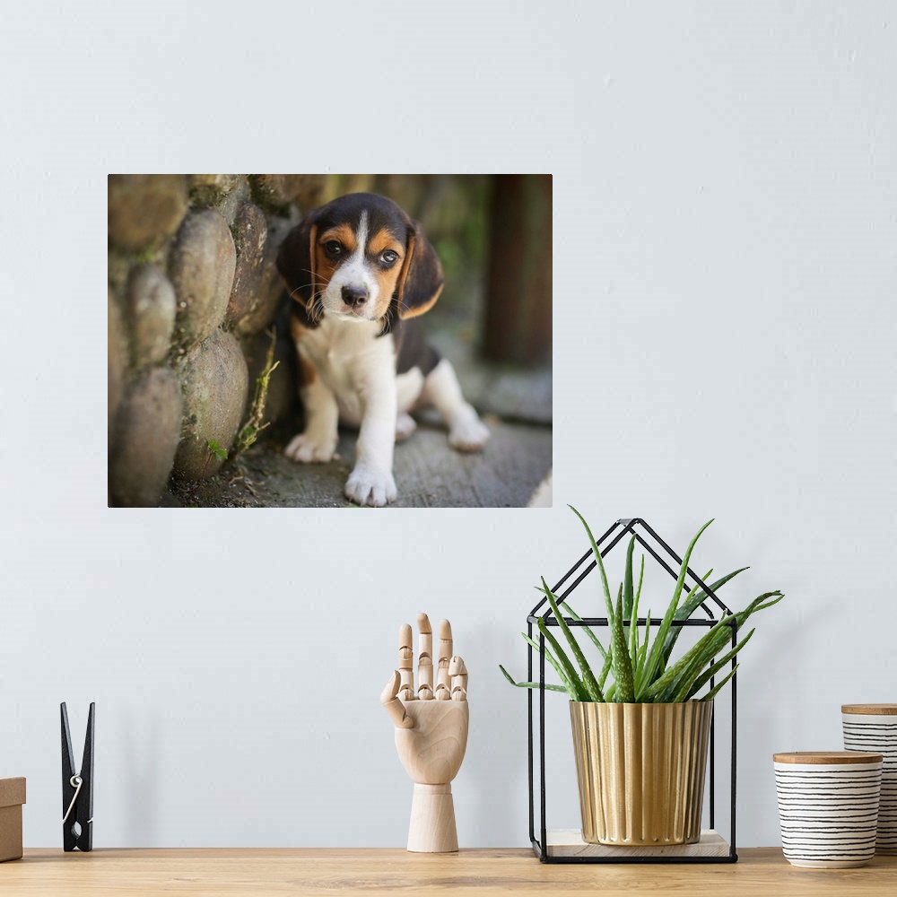 A bohemian room featuring Cute Beagle puppy next to a stone wall.
