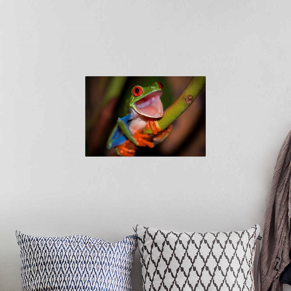 A bohemian room featuring A red-eyed tree frog with its mouth wide open, as if in surprise.