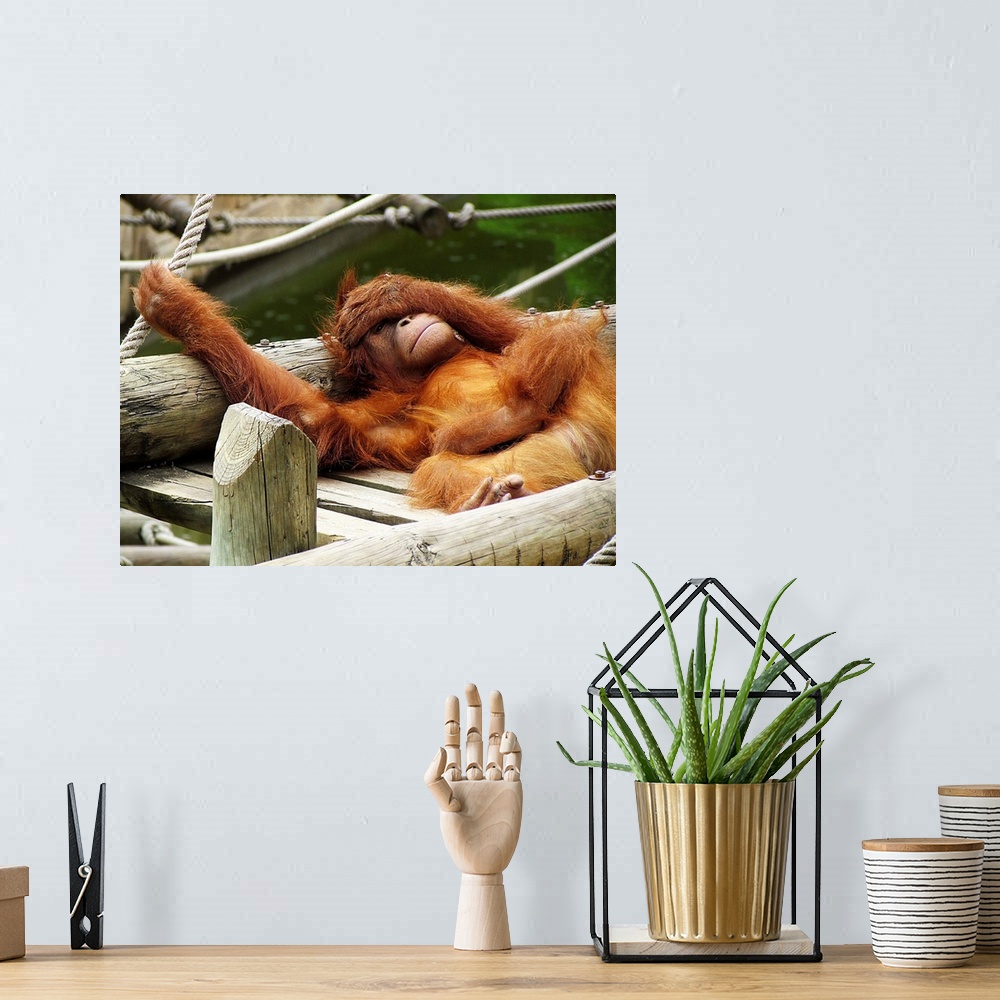 A bohemian room featuring Sumatran orangutan at Lisbon Zoo, lounging on a wooden structure.