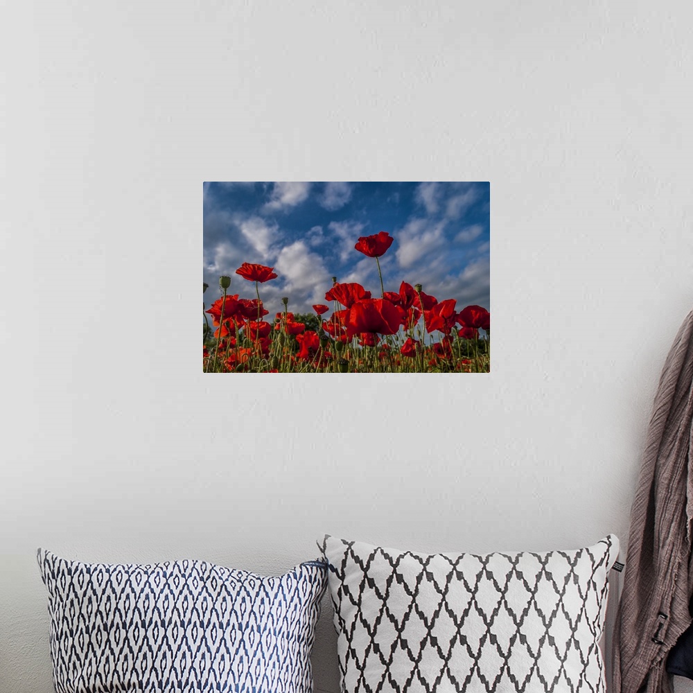 A bohemian room featuring Poppies Reach for the Sky