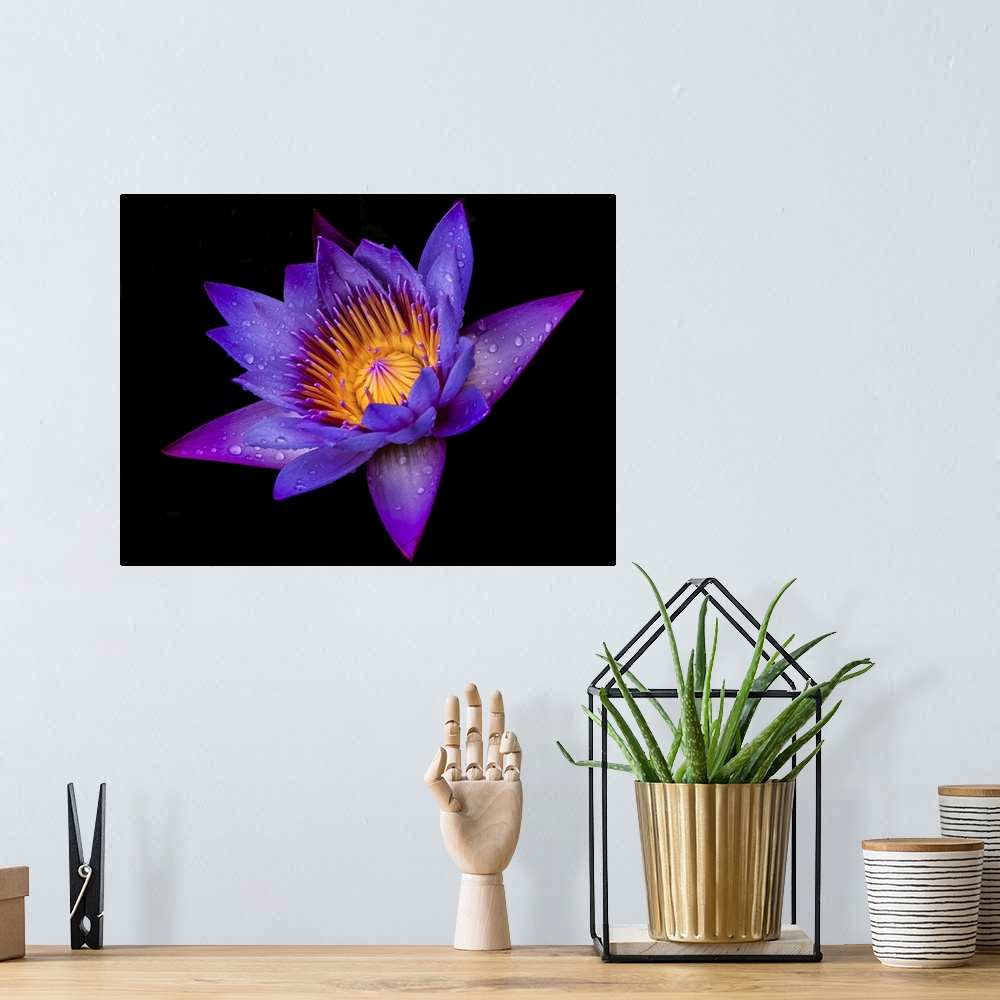 A bohemian room featuring Purple Lotus