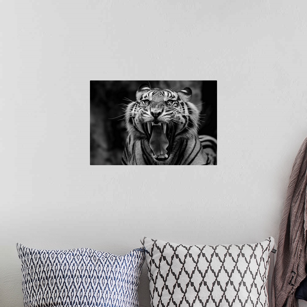 A bohemian room featuring Black and white portrait of a snarling tiger showing off its fangs.