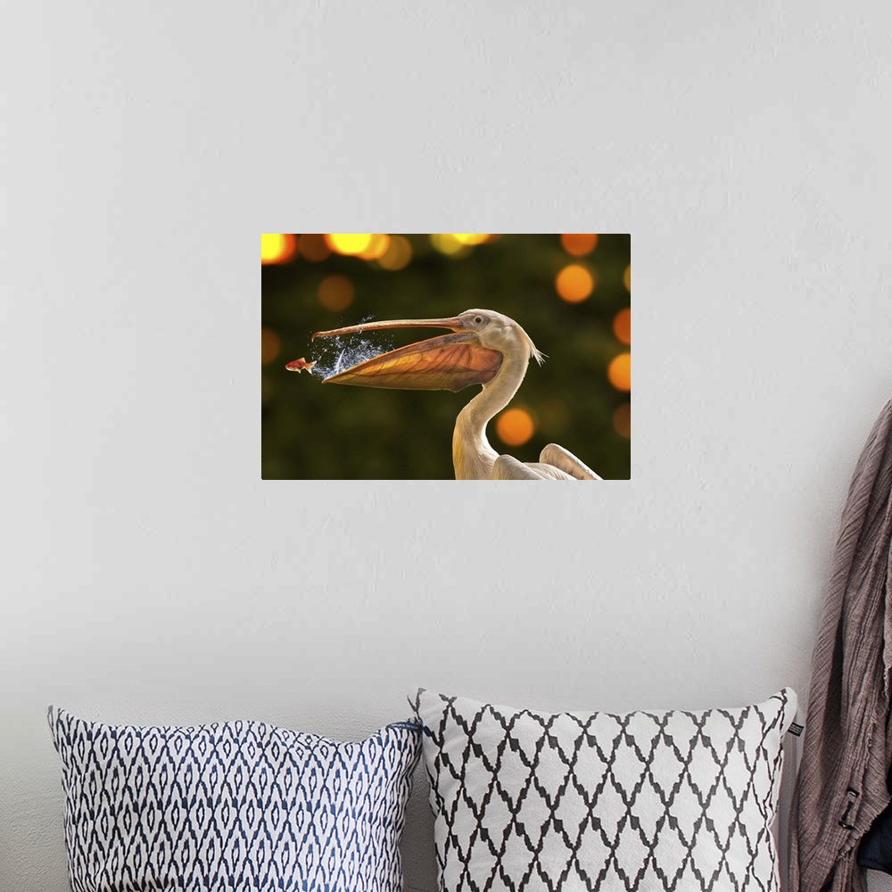 A bohemian room featuring Photograph of a pelican trying to catch a fish from a jumping out of its mouth.