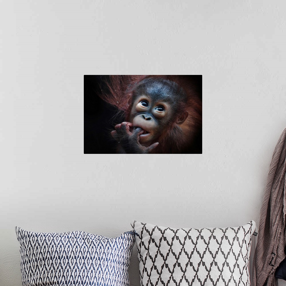 A bohemian room featuring A baby orangutan with its finger in its mouth.