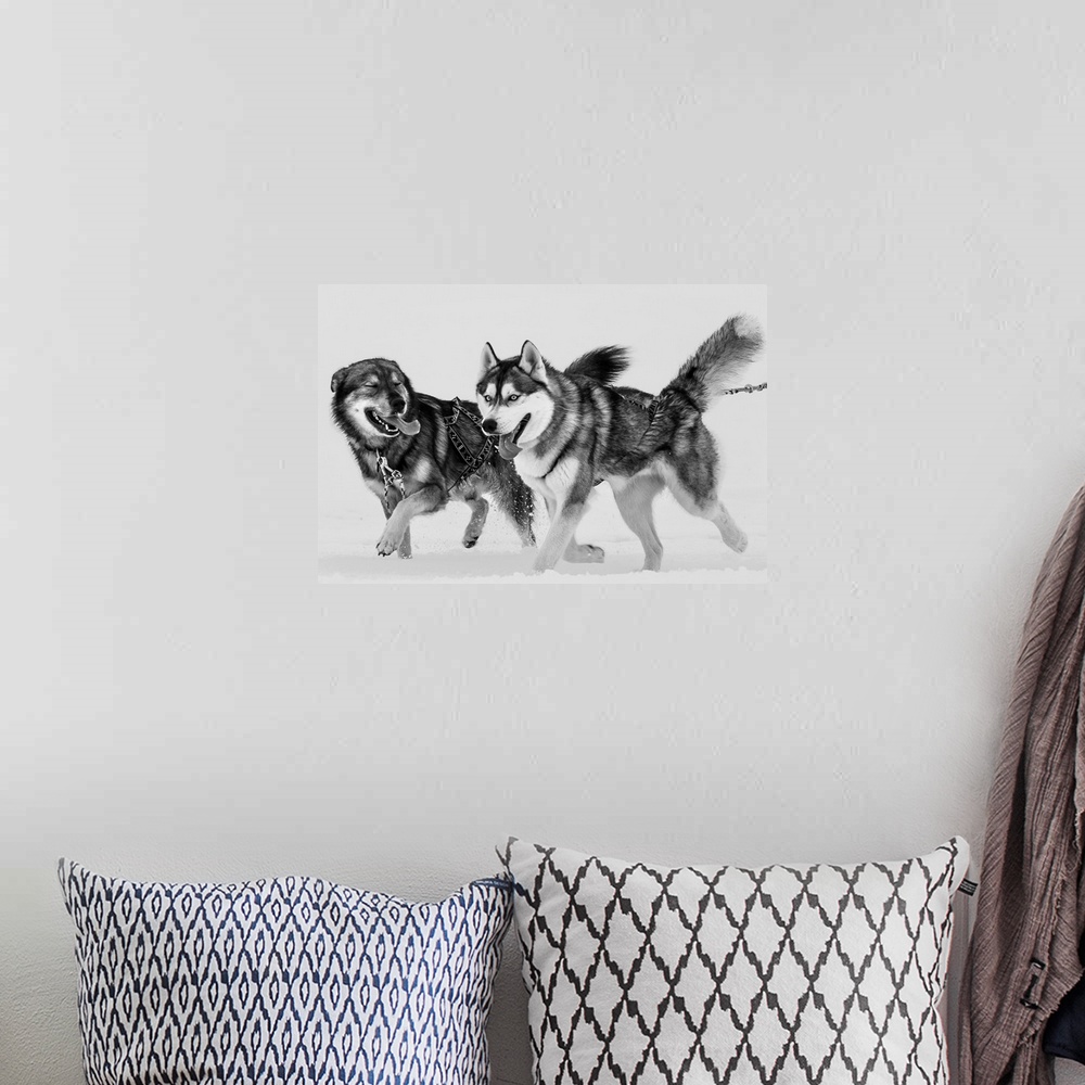 A bohemian room featuring Two Siberian Husky dogs running in the snow, Iceland.