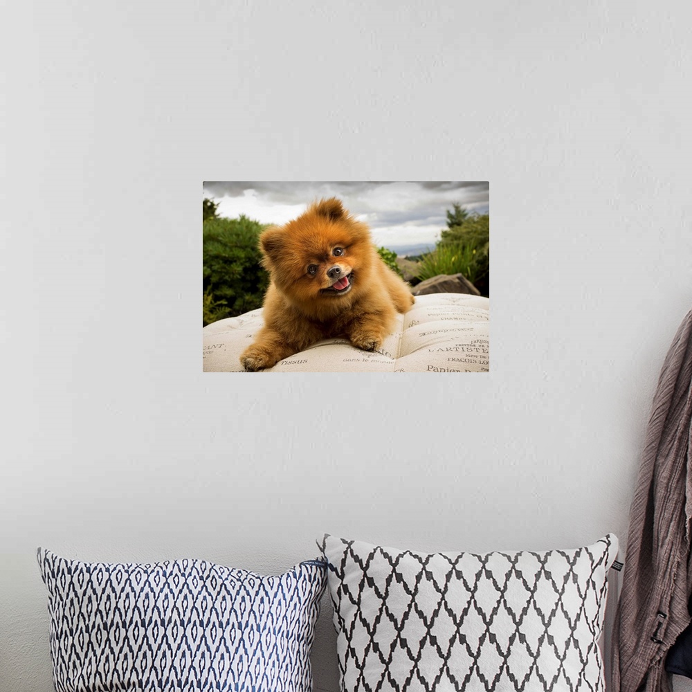 A bohemian room featuring A Pomeranian dog outside on a pillow with a cloudy sky.