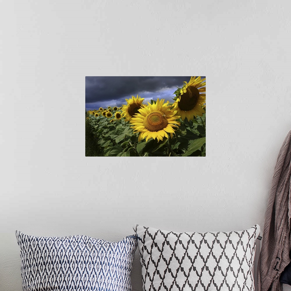 A bohemian room featuring Sun Flower and Storm