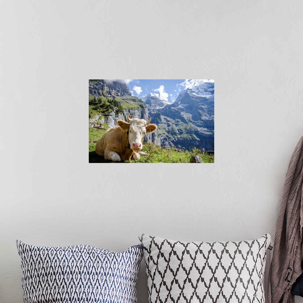 A bohemian room featuring Cow relaxing in the mountains of Oeschinensee, Kandersteg, Switzerland.