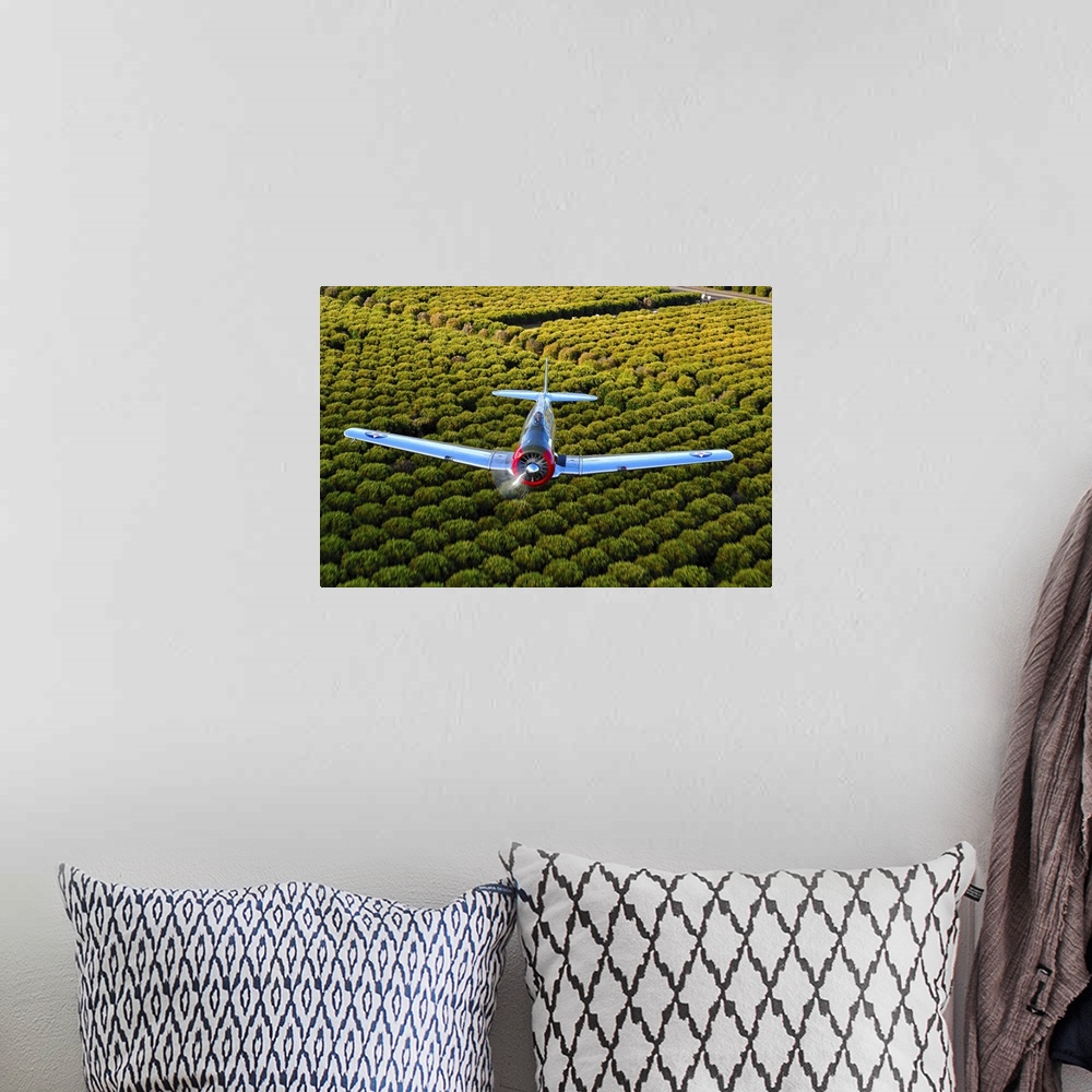 A bohemian room featuring A North American T-6 Texan makes a pass over Arizona Orange Groves.