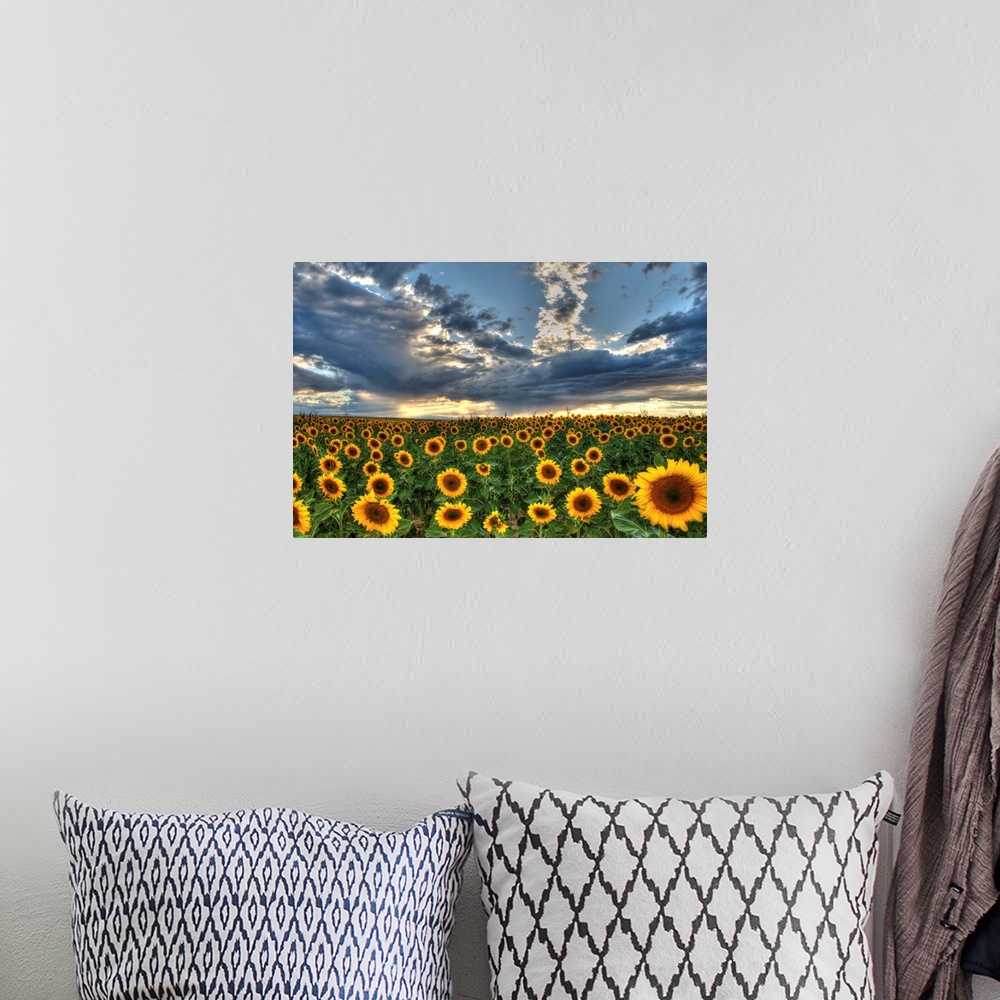 A bohemian room featuring Sunflower field in Colorado under dramatic clouds.