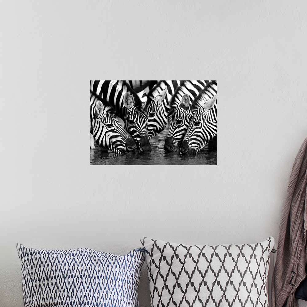 A bohemian room featuring A herd of zebras drinking from a pond.