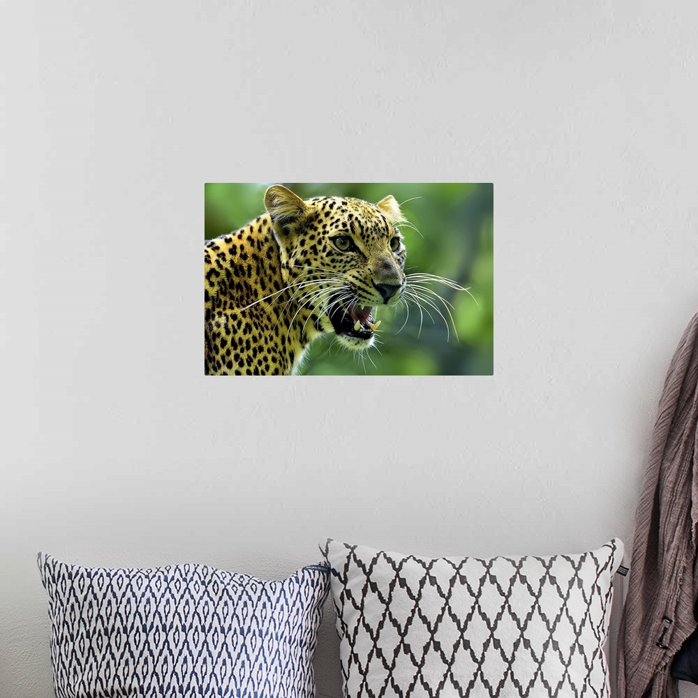 A bohemian room featuring A fierce portrait of a jaguar gazing intently at something while roaring.