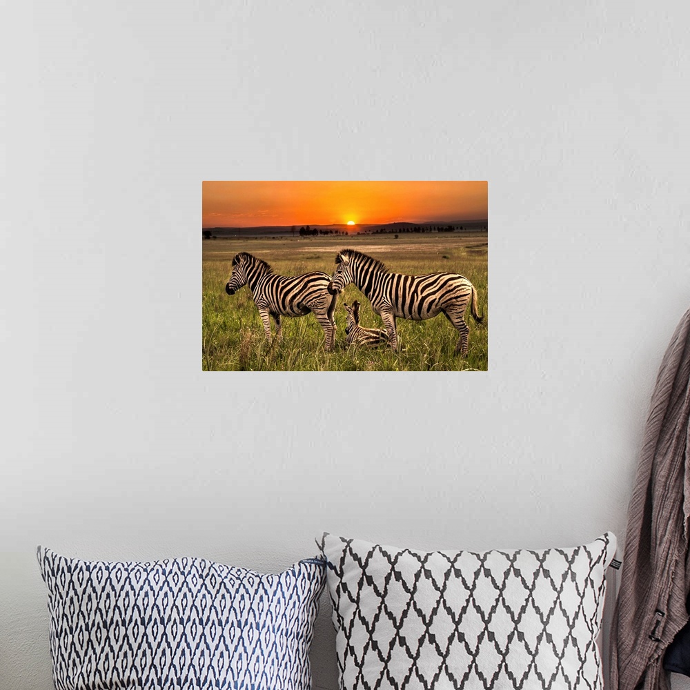 A bohemian room featuring A family of Zebras on the plain at dawn.