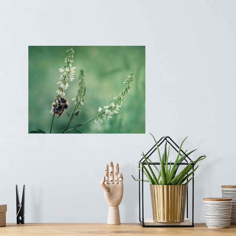 A bohemian room featuring Bumble bee on sweet clover blossoms