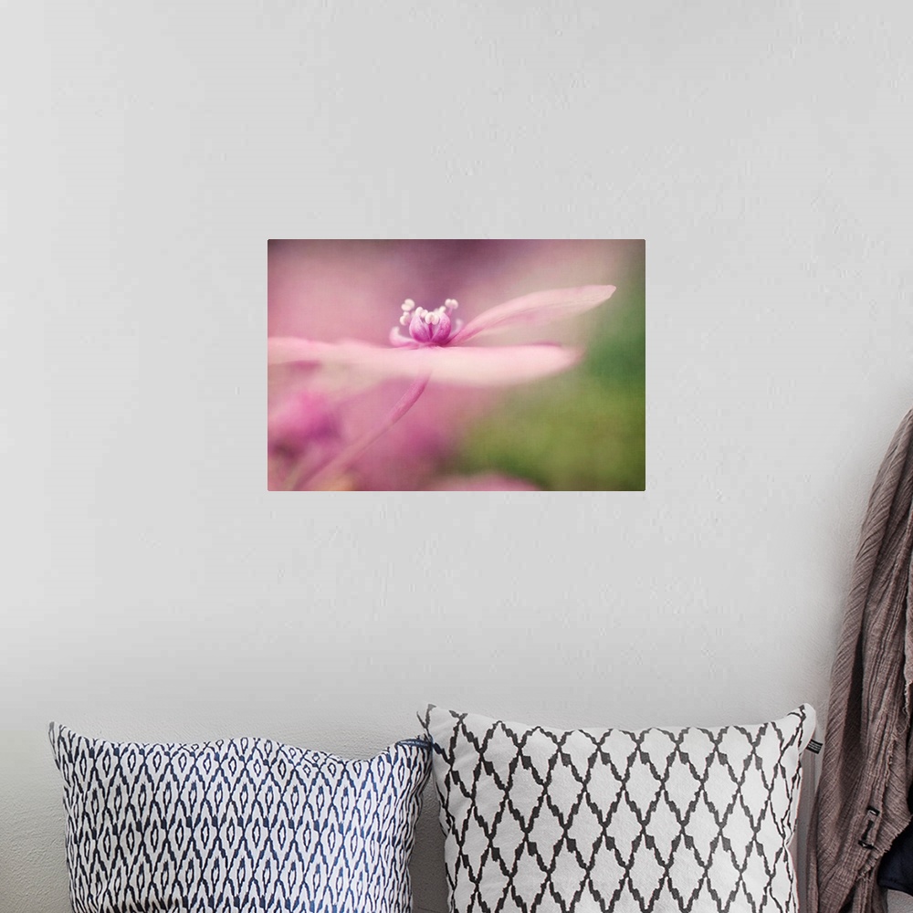 A bohemian room featuring Hydrangea blossom