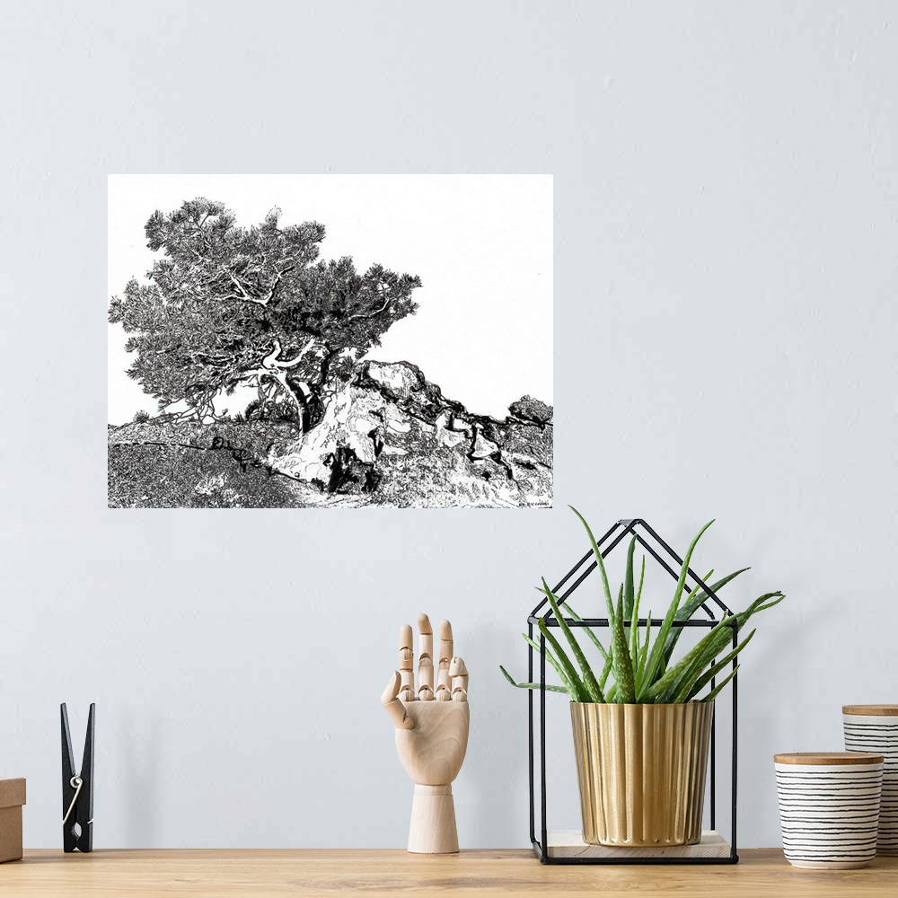 A bohemian room featuring Torrey Pine Tree, pen and ink drawing by Rd Riccoboni. Torrey pine trees is the rarest native pin...