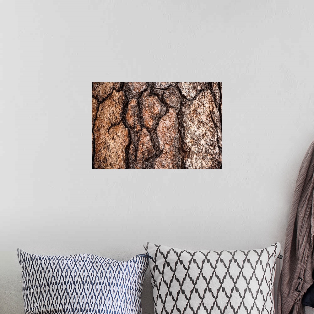 A bohemian room featuring Photo of the detail of bark in Sequoia National Park, California.